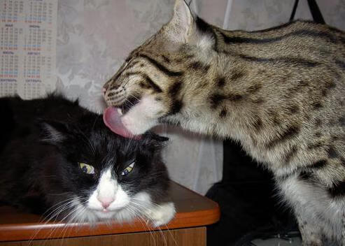 开云体育官方入口-“西甲联赛精彩不断，场面高潮迭起”，西甲联赛视频